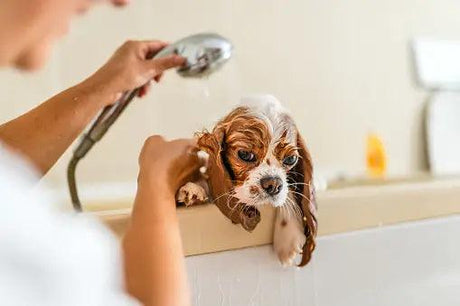 Essential Pet Care Tools for Happy, Healthy Companions