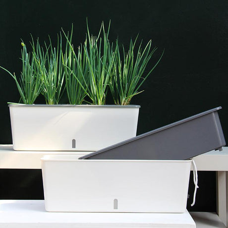 Self-Watering Planter - novelvine