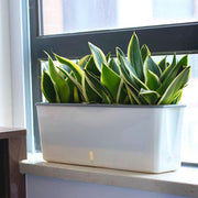Self-Watering Planter